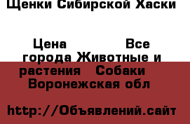 Щенки Сибирской Хаски › Цена ­ 20 000 - Все города Животные и растения » Собаки   . Воронежская обл.